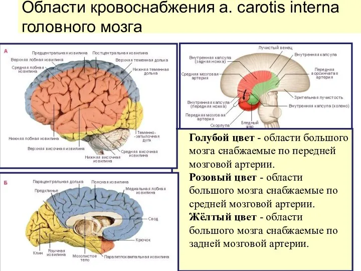 Области кровоснабжения a. carotis interna головного мозга Голубой цвет - области