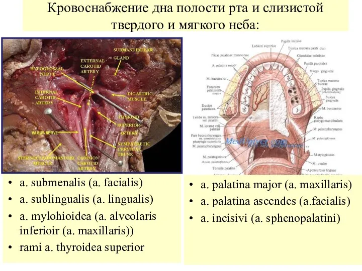 Кровоснабжение дна полости рта и слизистой твердого и мягкого неба: a.