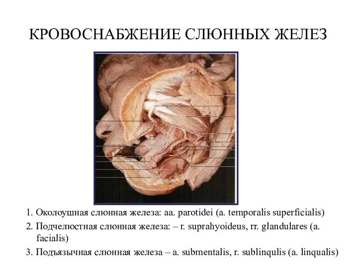 КРОВОСНАБЖЕНИЕ СЛЮННЫХ ЖЕЛЕЗ 1. Околоушная слюнная железа: aa. parotidei (a. temporalis