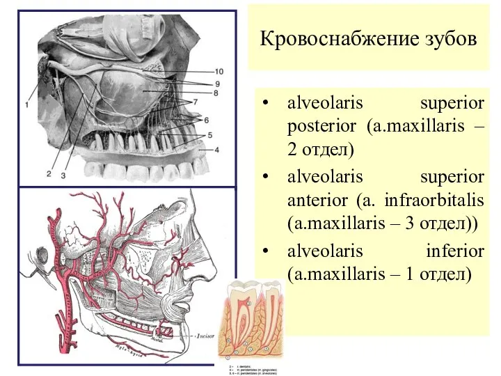 Кровоснабжение зубов alveolaris superior posterior (a.maxillaris – 2 отдел) alveolaris superior