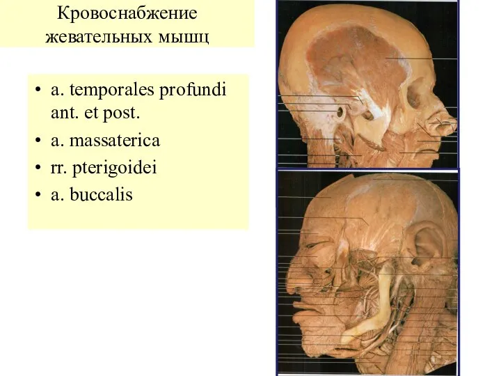 a. temporales profundi ant. et post. a. massaterica rr. pterigoidei a. buccalis Кровоснабжение жевательных мышц