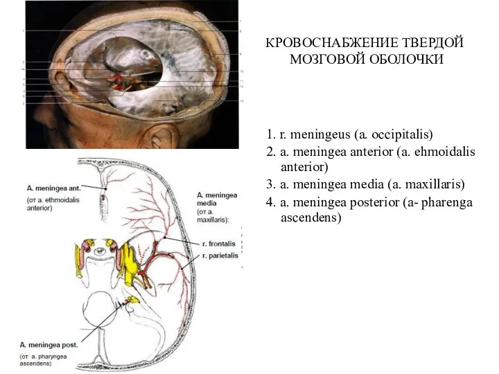 КРОВОСНАБЖЕНИЕ ТВЕРДОЙ МОЗГОВОЙ ОБОЛОЧКИ 1. r. meningeus (a. occipitalis) 2. a.