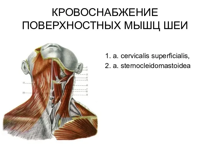 КРОВОСНАБЖЕНИЕ ПОВЕРХНОСТНЫХ МЫШЦ ШЕИ 1. a. cervicalis superficialis, 2. a. sternocleidomastoidea