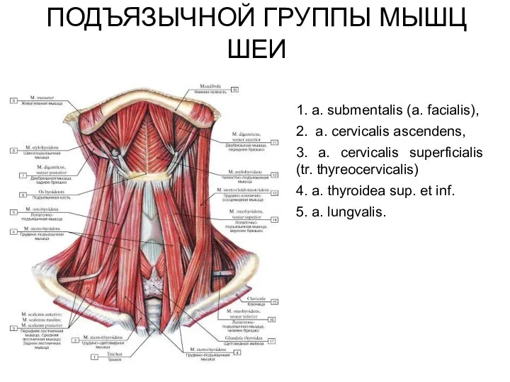 КРОВОСНАБЖЕНИЕ НАД- И ПОДЪЯЗЫЧНОЙ ГРУППЫ МЫШЦ ШЕИ 1. a. submentalis (a.