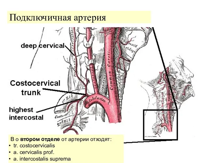 Подключичная артерия В о втором отделе от артерии отходят: tr. costocervicalis