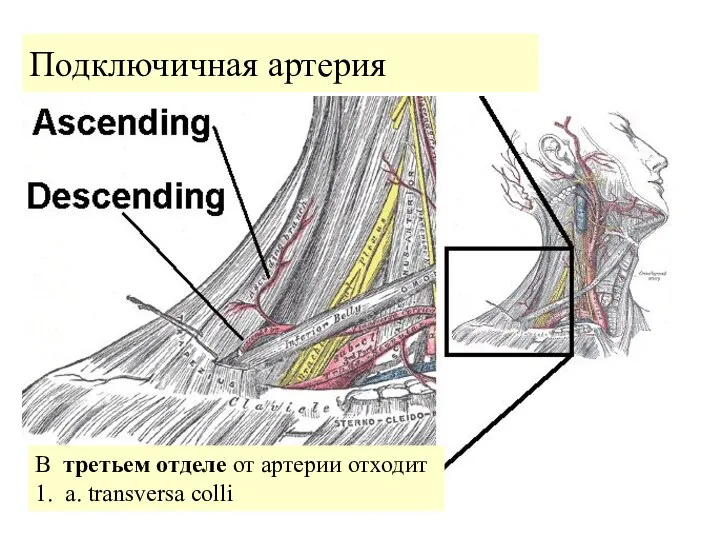 Подключичная артерия В третьем отделе от артерии отходит 1. a. transversa colli