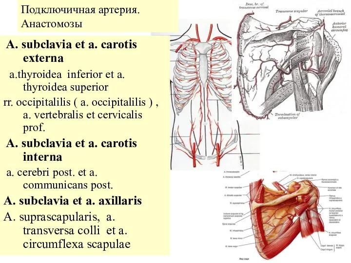 Подключичная артерия. Анастомозы A. subclavia et a. carotis externa a.thyroidea inferior