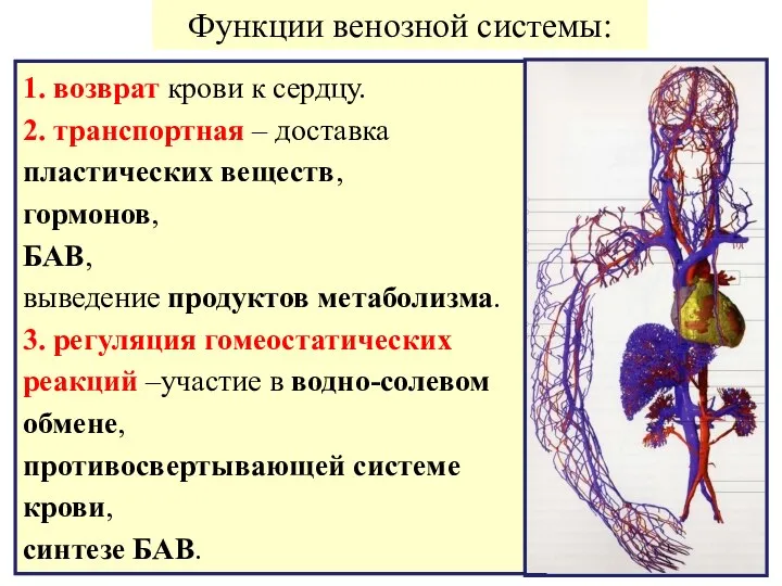 1. возврат крови к сердцу. 2. транспортная – доставка пластических веществ,