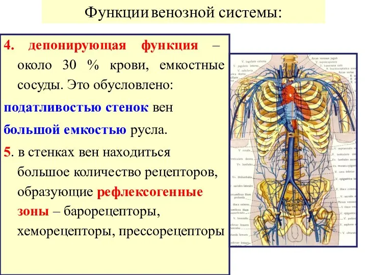 4. депонирующая функция – около 30 % крови, емкостные сосуды. Это