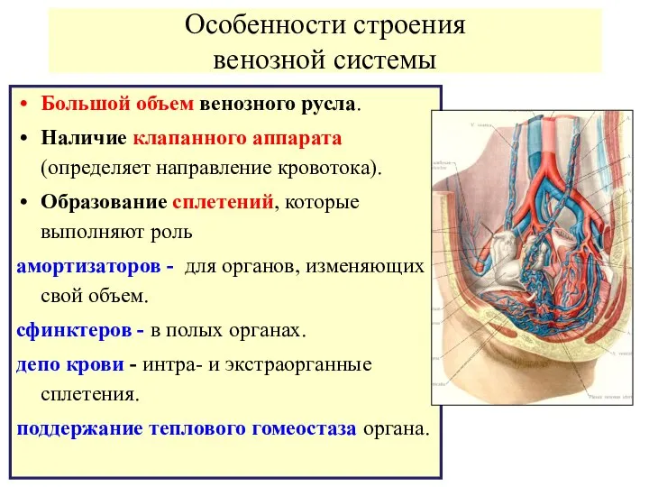 Особенности строения венозной системы Большой объем венозного русла. Наличие клапанного аппарата