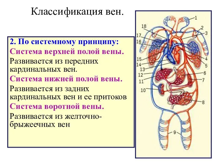 Классификация вен. 2. По системному принципу: Система верхней полой вены. Развивается