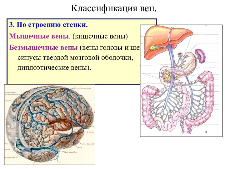 Классификация вен. 3. По строению стенки. Мышечные вены. (кишечные вены) Безмышечные