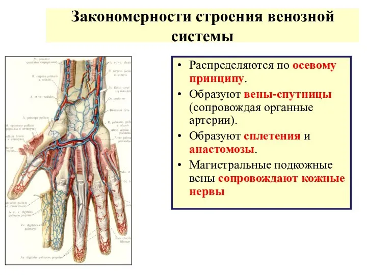 Закономерности строения венозной системы Распределяются по осевому принципу. Образуют вены-спутницы (сопровождая