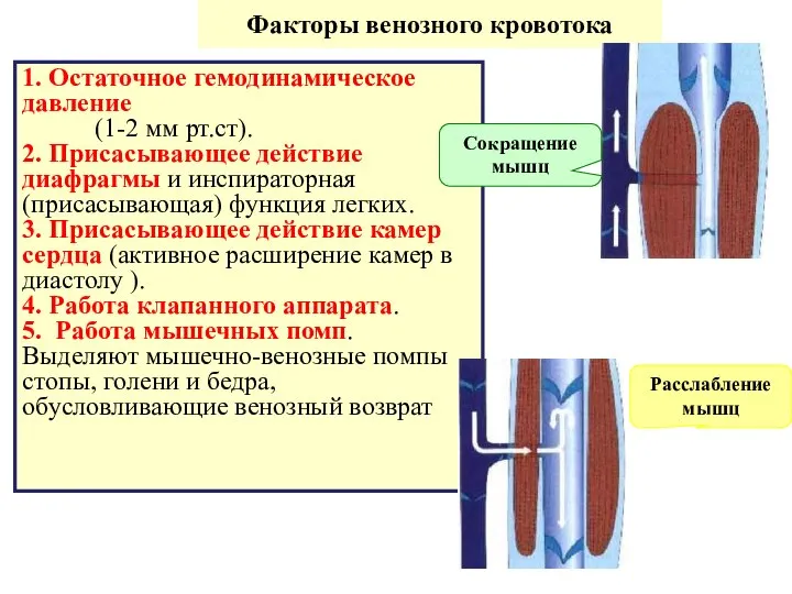 Факторы венозного кровотока 1. Остаточное гемодинамическое давление (1-2 мм рт.ст). 2.