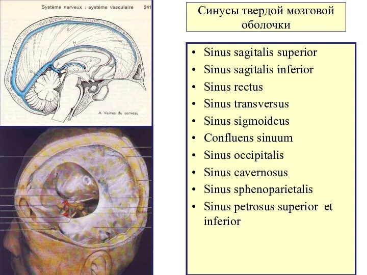 Синусы твердой мозговой оболочки Sinus sagitalis superior Sinus sagitalis inferior Sinus