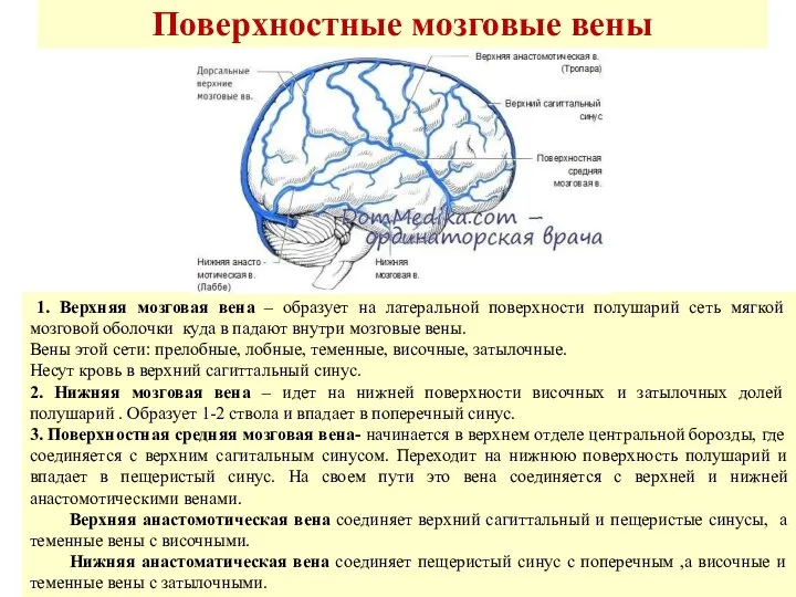 Поверхностные мозговые вены 1. Верхняя мозговая вена – образует на латеральной