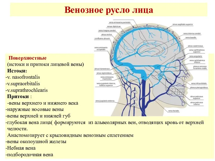 Венозное русло лица Поверхностные (истоки и притоки лицевой вены) Истоки: v.