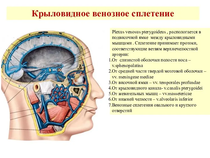 Крыловидное венозное сплетение Plexus venosus pterygoideus , распологается в подвисочной ямке