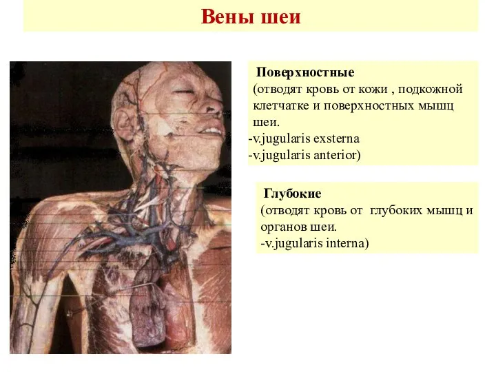 Вены шеи Поверхностные (отводят кровь от кожи , подкожной клетчатке и