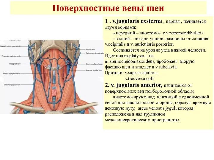 Поверхностные вены шеи 1 . v.jugularis exsterna , парная , начинается