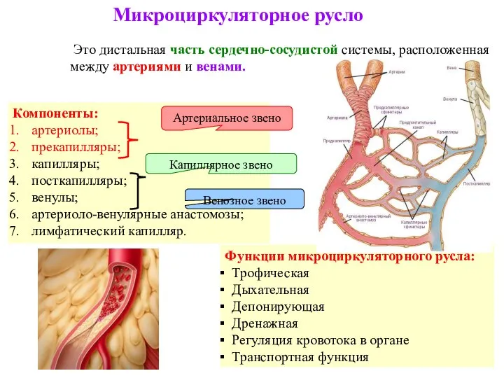 Компоненты: артериолы; прекапилляры; капилляры; посткапилляры; венулы; артериоло-венулярные анастомозы; лимфатический капилляр. Микроциркуляторное