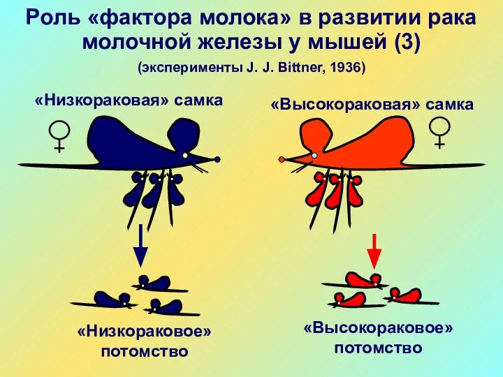 Роль «фактора молока» в развитии рака молочной железы у мышей (3)