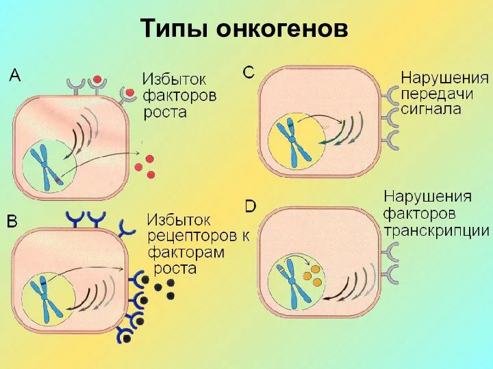 Типы онкогенов