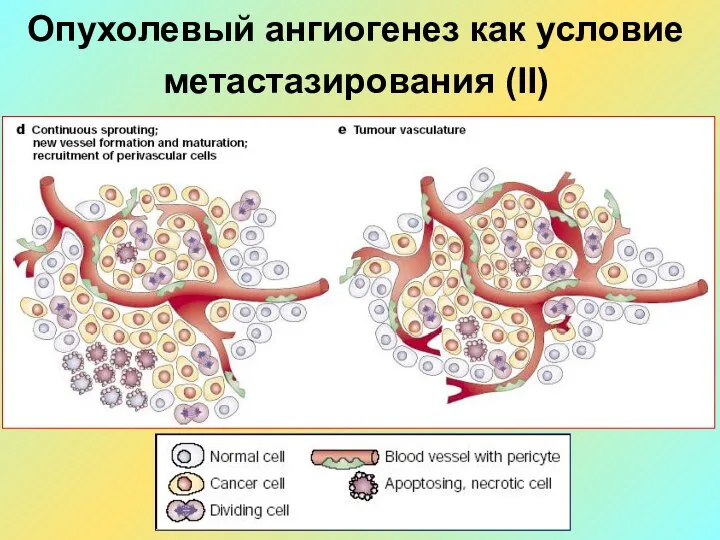 Опухолевый ангиогенез как условие метастазирования (II)