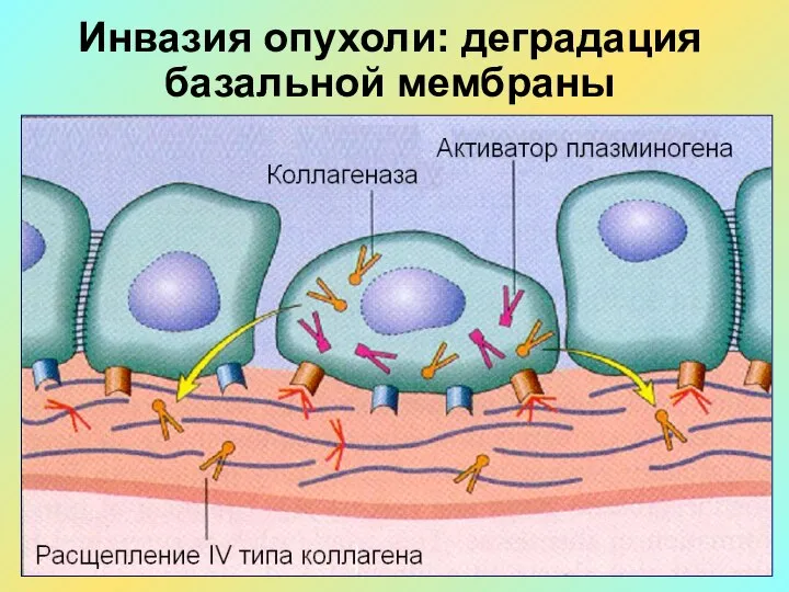 Инвазия опухоли: деградация базальной мембраны