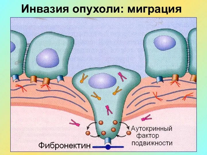 Инвазия опухоли: миграция