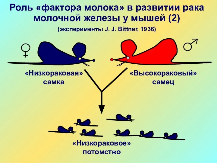 «Низкораковая» самка «Высокораковый» самец Роль «фактора молока» в развитии рака молочной