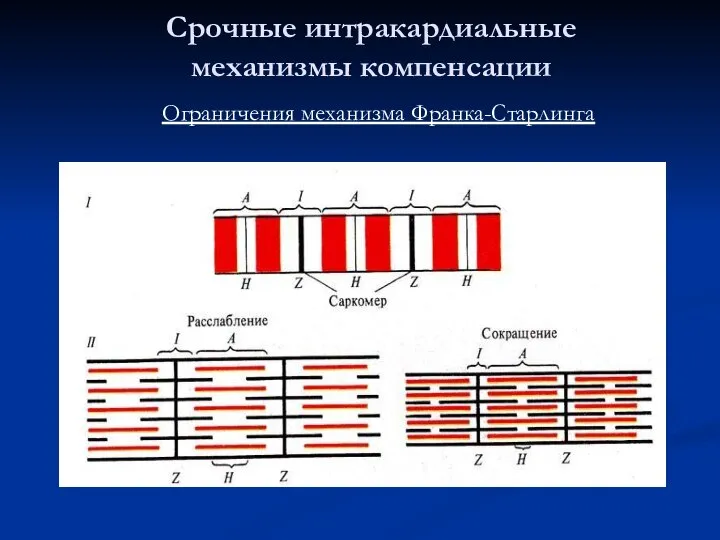 Срочные интракардиальные механизмы компенсации Ограничения механизма Франка-Старлинга