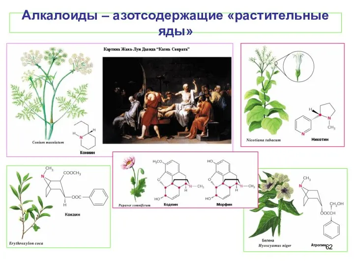 Алкалоиды – азотсодержащие «растительные яды»