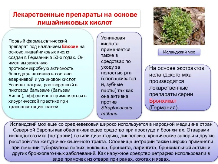 Лекарственные препараты на основе лишайниковых кислот Первый фармацевтический препарат под названием