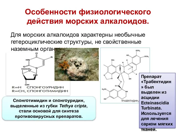 Особенности физиологического действия морских алкалоидов. Для морских алкалоидов характерны необычные гетероциклические