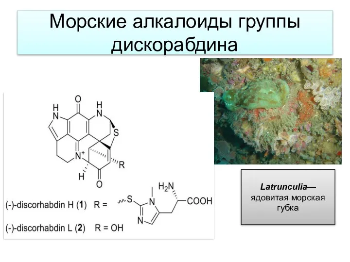 Морские алкалоиды группы дискорабдина Latrunculia— ядовитая морская губка