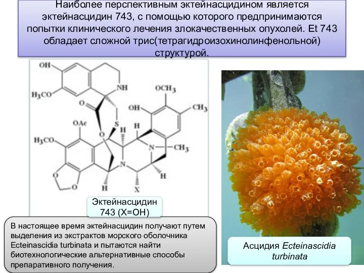 Наиболее перспективным эктейнасцидином является эктейнасцидин 743, с помощью которого предпринимаются попытки