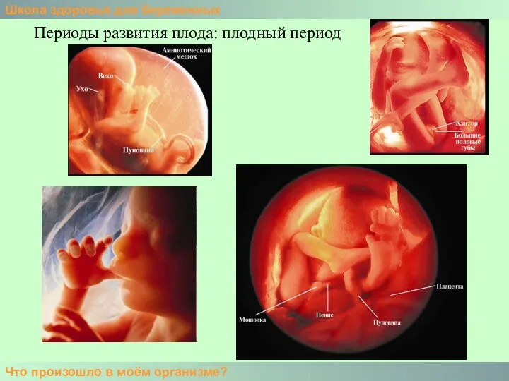 Школа здоровья для беременных Что произошло в моём организме? Периоды развития плода: плодный период