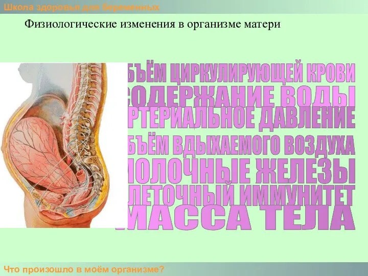 Школа здоровья для беременных Что произошло в моём организме? Физиологические изменения