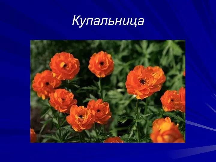 Купальница