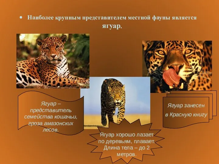 Наиболее крупным представителем местной фауны является ягуар.