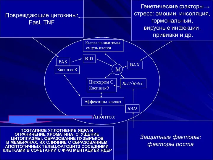 Повреждающие цитокины: Fasl, TNF Защитные факторы: факторы роста Генетические факторы стресс: