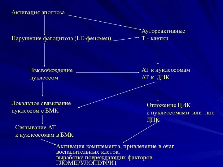 Активация апоптоза Высвобождение нуклеосом Локальное связывание нуклеосом с БМК Аутореактивные Т