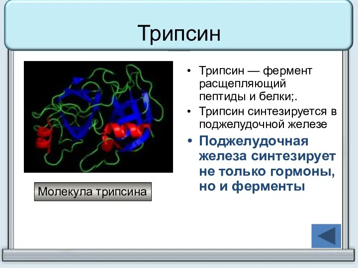 Трипсин Трипсин — фермент расщепляющий пептиды и белки;. Трипсин синтезируется в