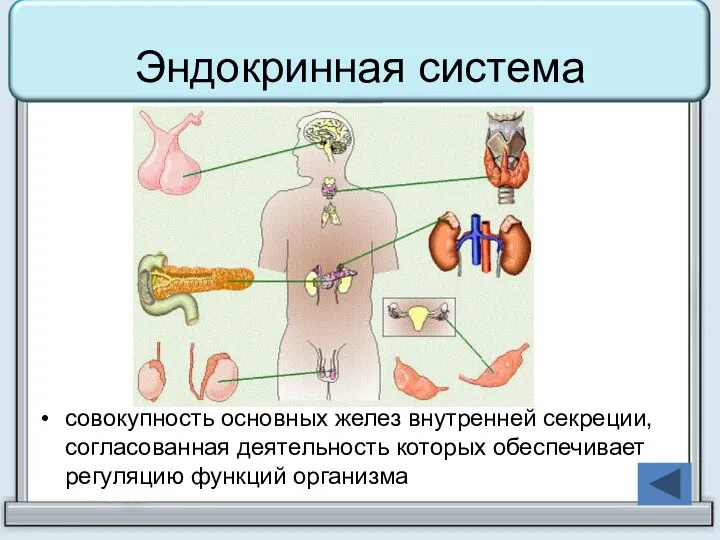 Эндокринная система совокупность основных желез внутренней секреции, согласованная деятельность которых обеспечивает регуляцию функций организма