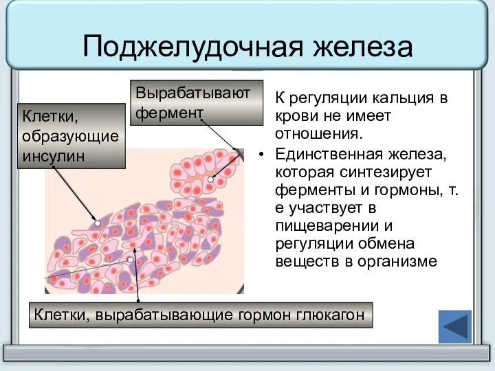 Поджелудочная железа К регуляции кальция в крови не имеет отношения. Единственная