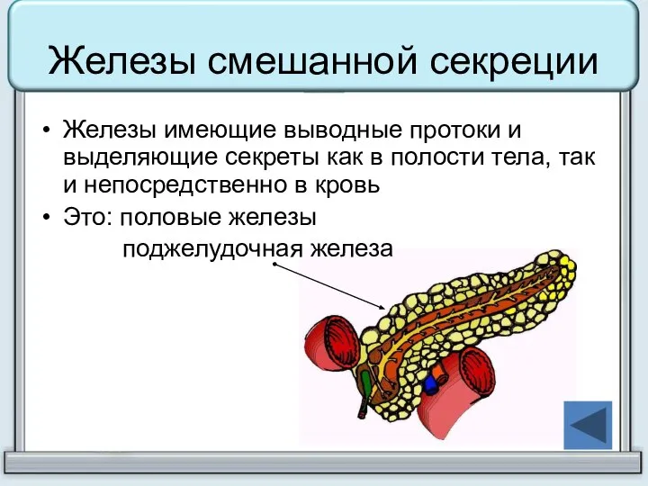 Железы смешанной секреции Железы имеющие выводные протоки и выделяющие секреты как