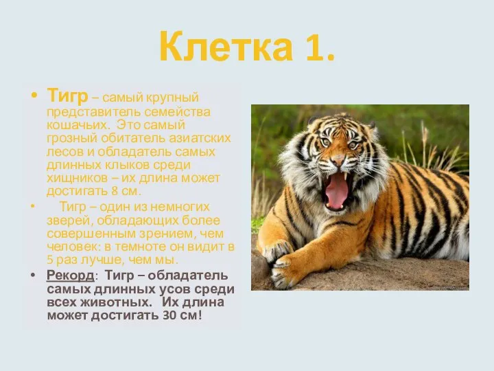 Клетка 1. Тигр – самый крупный представитель семейства кошачьих. Это самый