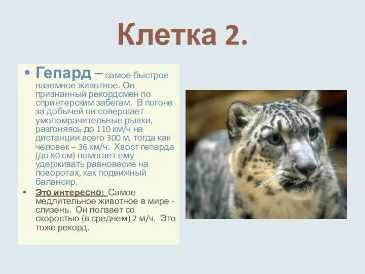 Клетка 2. Гепард – самое быстрое наземное животное. Он признанный рекордсмен