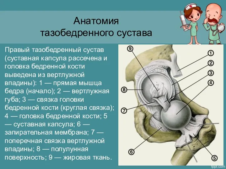 Анатомия тазобедренного сустава Правый тазобедренный сустав (суставная капсула рассечена и головка